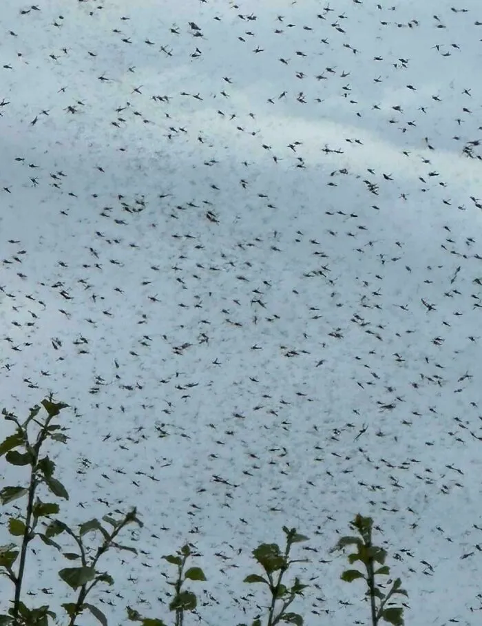 Massive swarm of insects filling the sky above plants, a terrifying nature moment that stopped people in their tracks.