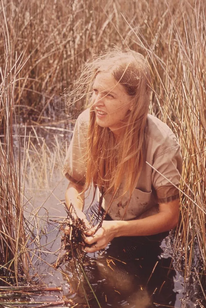 Epa Gulf Breeze Laboratory Biologist On A Field Trip To A Salt Marsh, Fishery Biologist, Dana Beth Tyler, Studies Sea Grass For The Presence Of Marine Life, 1972