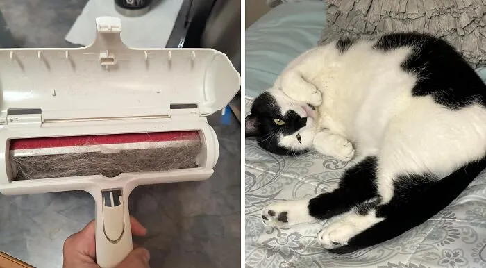 Your Furniture Can Stop Cosplaying As Your Pet With A Little Help From The <a Style="Display:inline;" Href="Https://Www.amazon.com/Pet-Dog-Cat-Hair-Remover-Couch/Dp/B00bagtnaq?ie=utf8&th=1&linkcode=ll1&tag=bpbird-20&linkid=1a0176728141db6b2a0522c3ef0ec81a&language=en_us&ref_=as_li_ss_tl" Target="_blank">  <span Style="Font: Inherit; Color: #d74b1f;"> Chomchom Roller Pet Hair Remover </Span>