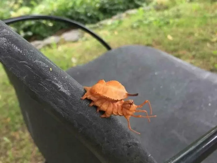 Oruga de la polilla langosta