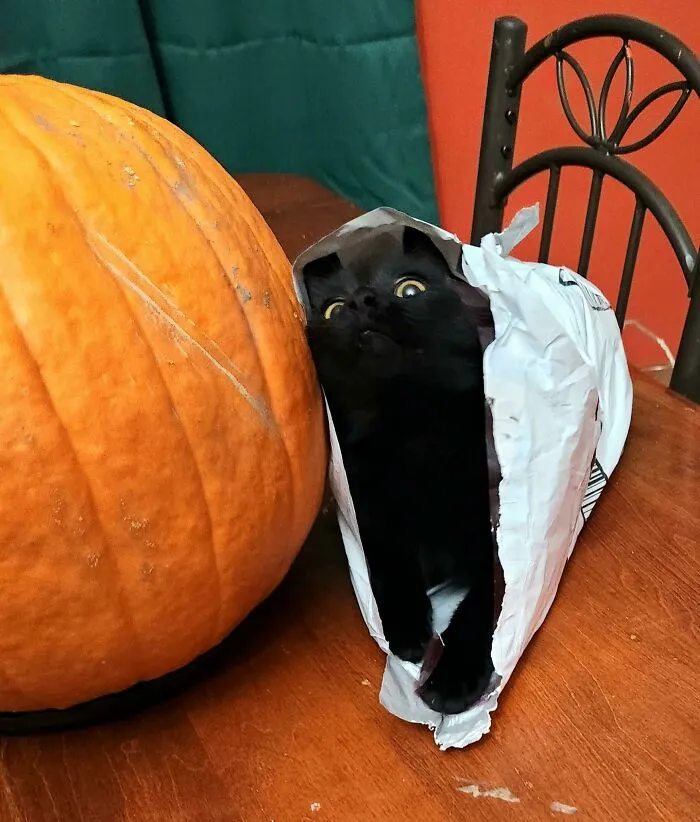 Gato negro con cara extraña dentro de una bolsa junto a una calabaza, mostrando expresiones divertidas de animales.