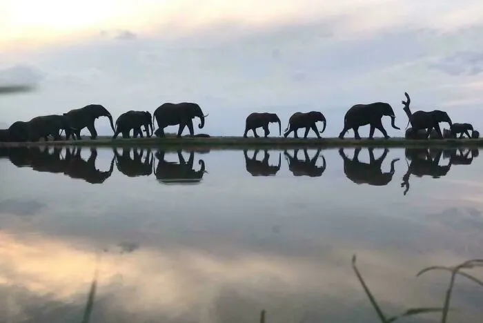 Now This Is How You Shoot An Elephant