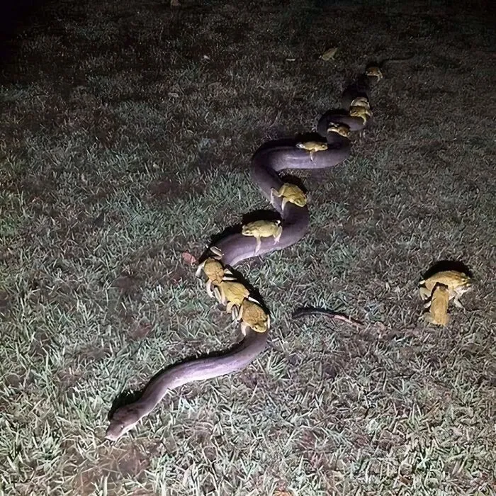 40 Mildly Disturbing Images That Must Be Cursed