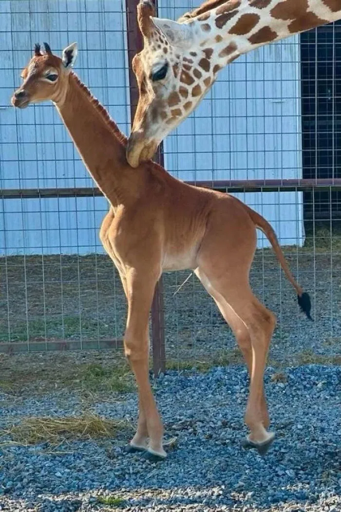 Jirafa sin manchas 🦒