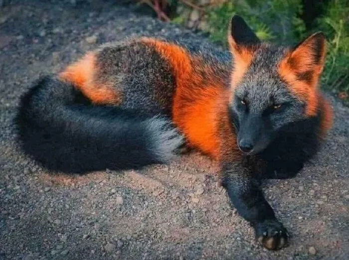 Un zorro melánico, uno de los animales más raros y hermosos del planeta. 🤩
