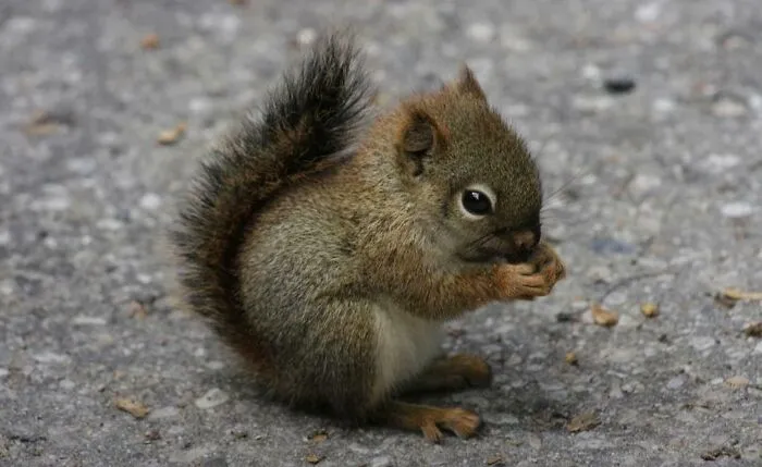 No había visto una ardilla bebé nunca