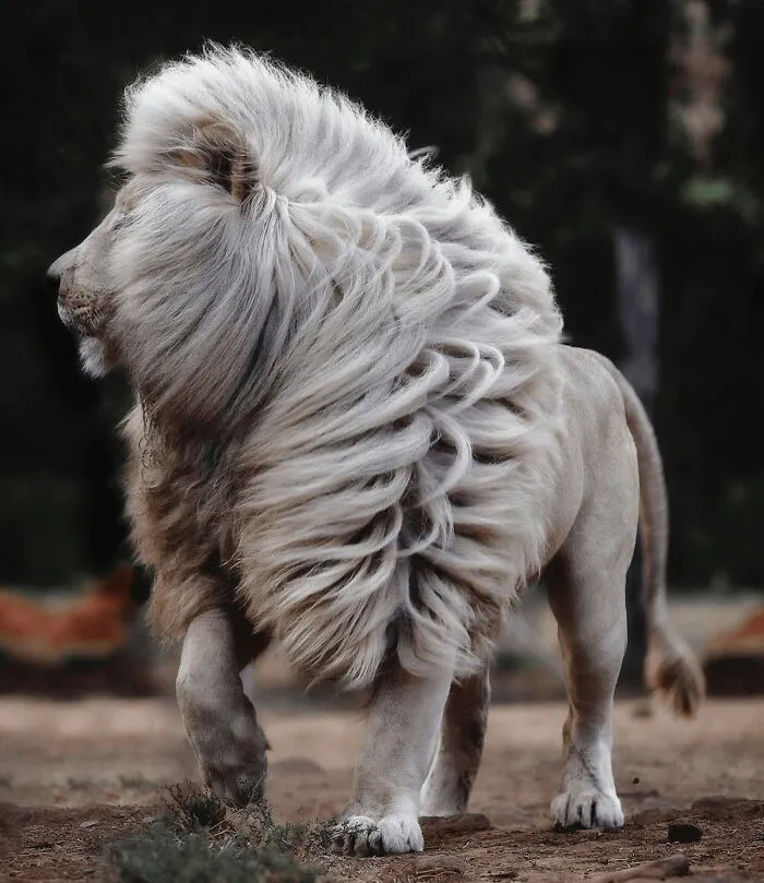 León blanco