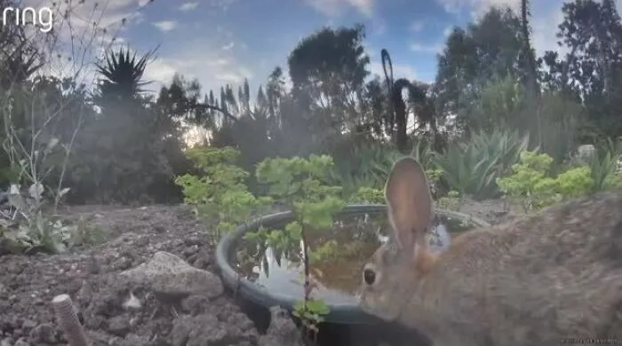 Woman Sets Up A Camera At A Backyard Water Fountain, Discovers Who Comes To Visit (26 New Pics)