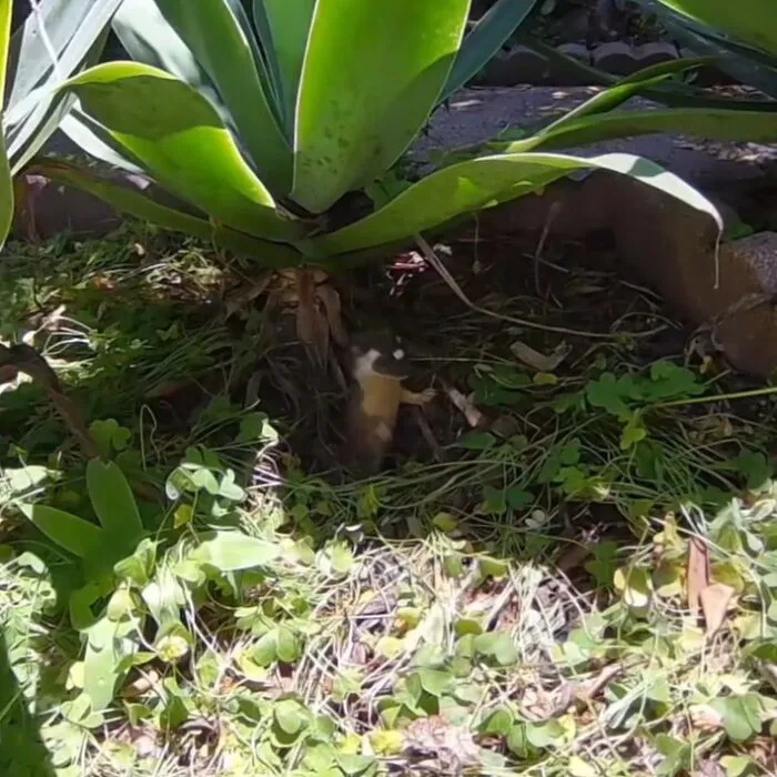 Long Tailed Weasel