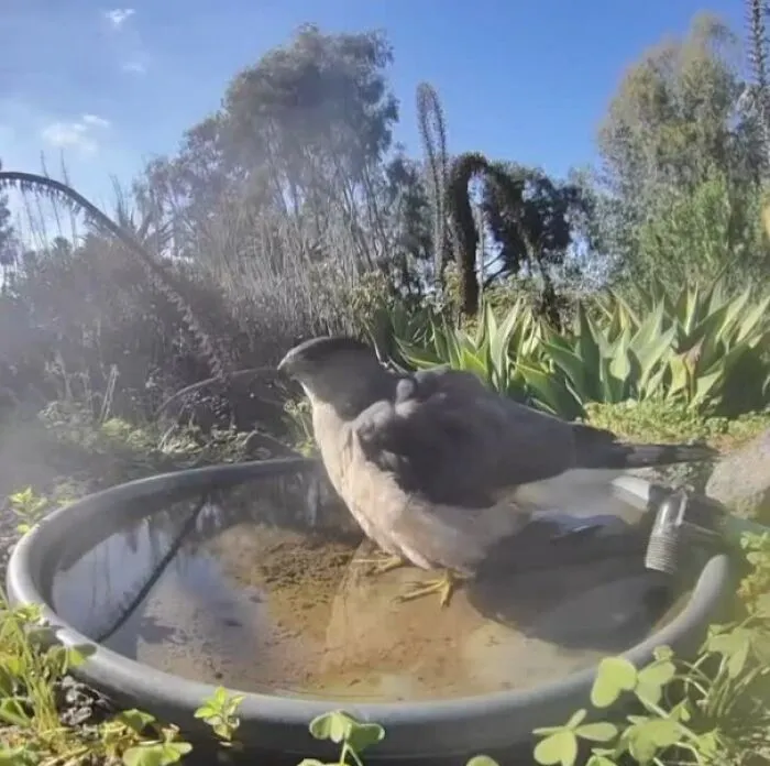 Birb