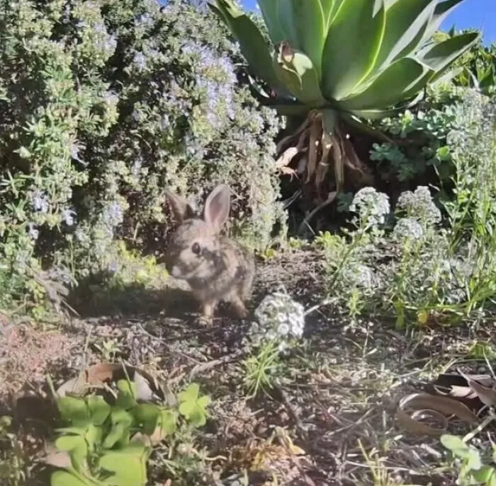 Got A New Camera Just In Time For Baby Bunny Season
