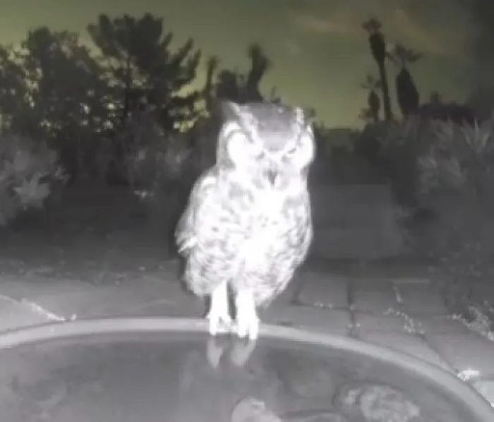 Finally, An Owl