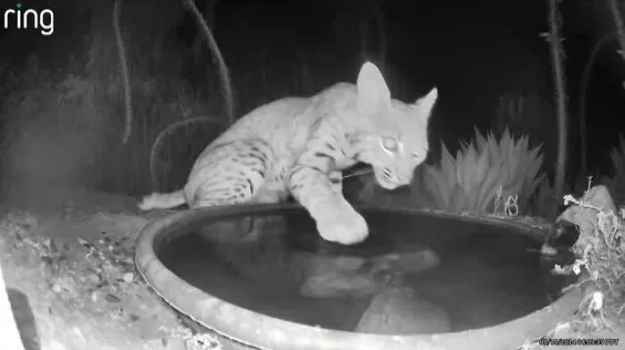 Gotta Test The Water Before Slurping