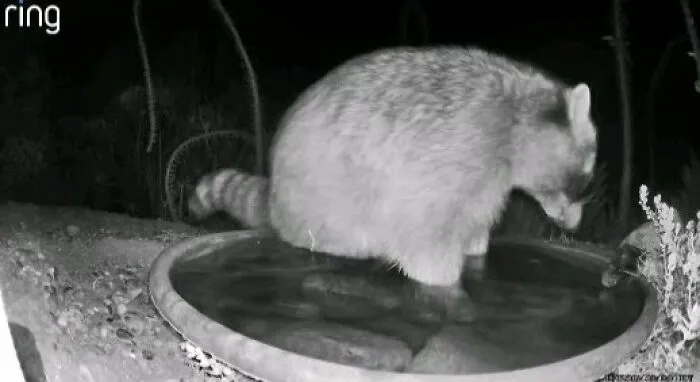 I Get A Ring Alert That Says, There's A Person At Your Fountain, And This Is What I See