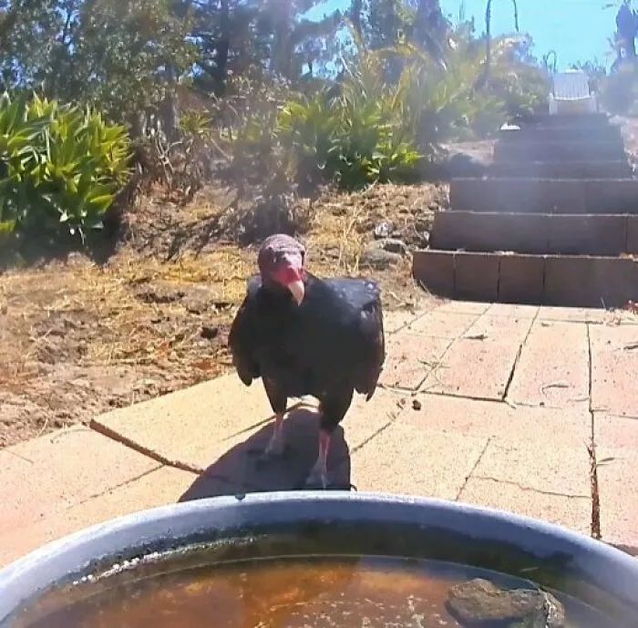 Bird TV