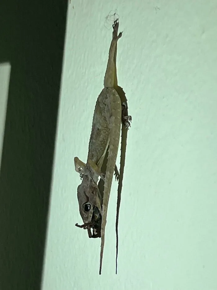 Lizard clinging to a wall with nature’s terrifying detail, showing how nature stopped people in their tracks.
