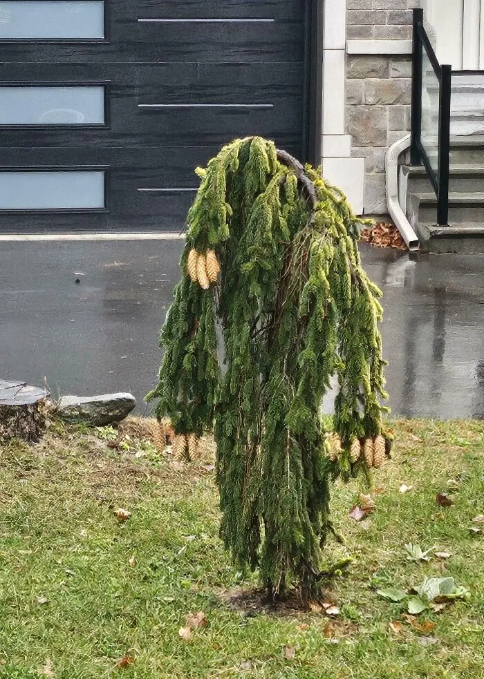 Este árbol da mucho miedo de noche
