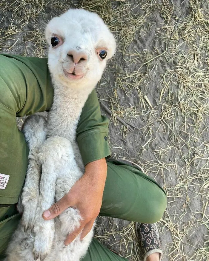 Every Day Is Better With A Little Alpaca In It