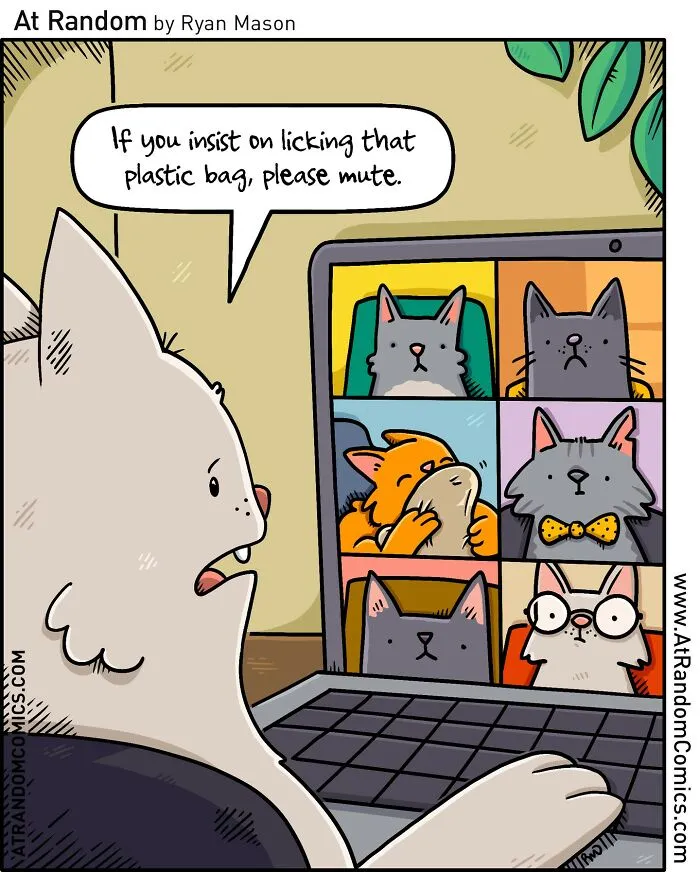 "Cat Call"