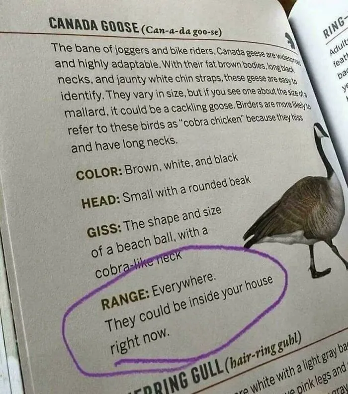 The Canada Goose