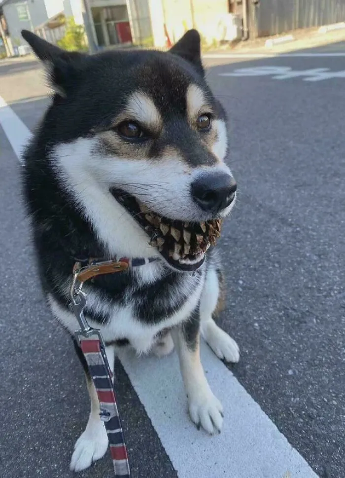 Este perro con una piña