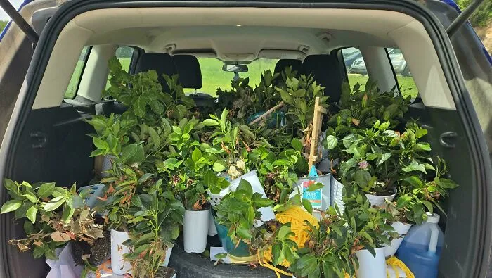 Found In The Dumpster Behind Lowes