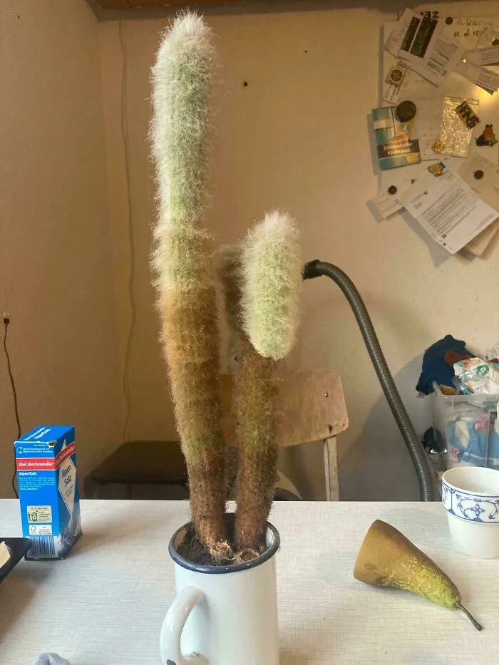 Tall fuzzy cactus plants growing in a white mug on a table with household items in the background, moderately interesting scene.