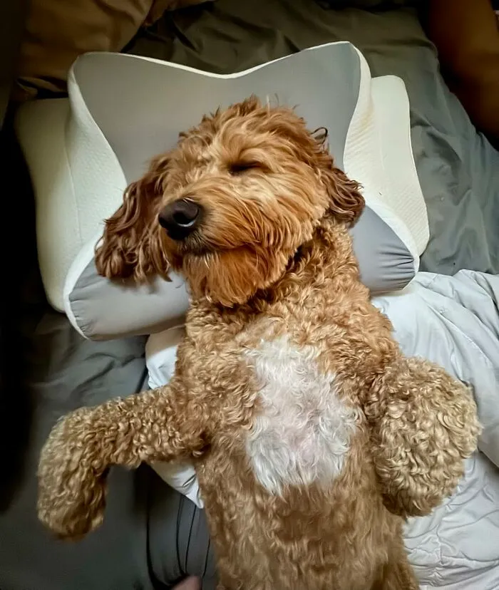 The Legend Of The Cool Side Of The Pillow Is No Longer A Myth Whispered In The Dead Of A Sweaty Night Thanks To The <a Style="Display:inline;" Href="Https://Www.amazon.com/Adjustable-Cervical-Sleeping-Ergonomic-Orthopedic/Dp/B0c1gpv7cl?ie=utf8&th=1&linkcode=ll1&tag=bpsquid-20&linkid=4bed92d2620958cc13194479e3a5d65e&language=en_us&ref_=as_li_ss_tl" Target="_blank">  <span Style="Font: Inherit; Color: #d74b1f;"> Ultra Pain Relief Cooling Pillow </Span>