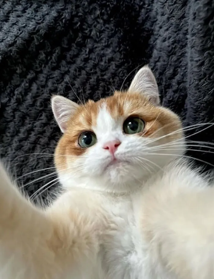 While You're Away, Your Cat's Taking Selfies (10 Pics)