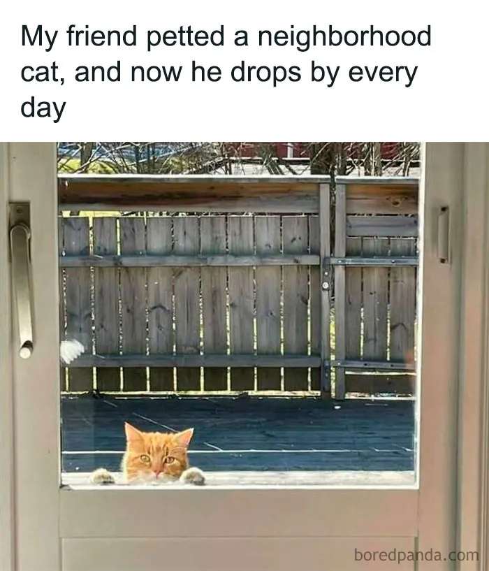 That's How You Get A Cat