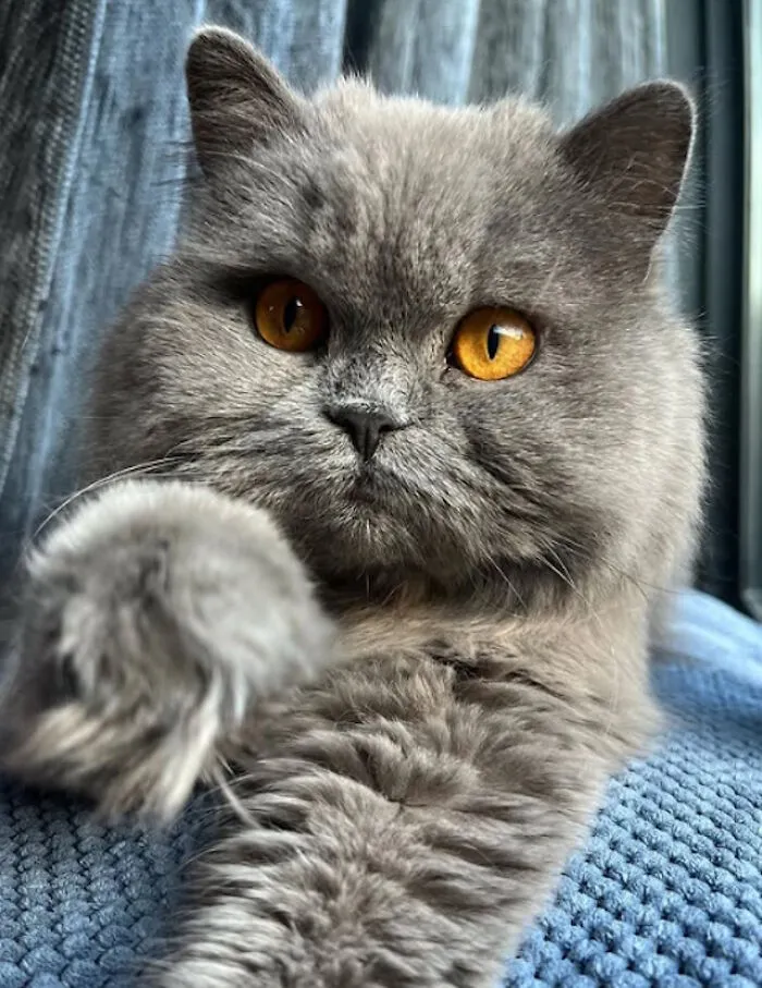 While You're Away, Your Cat's Taking Selfies (10 Pics)