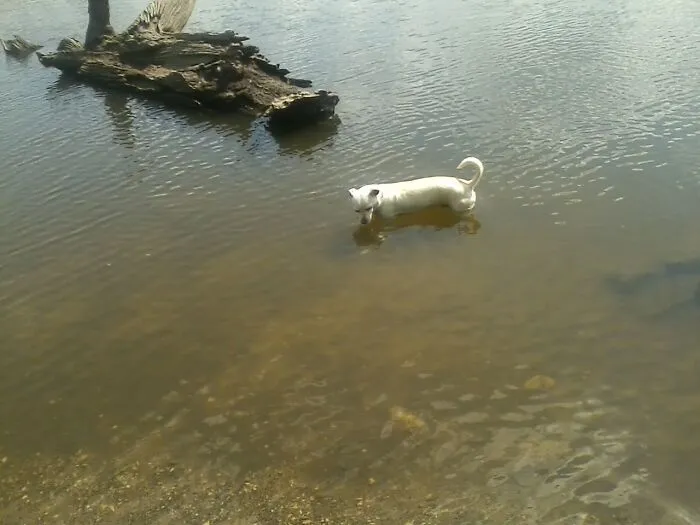 My Dog Being Hunted By A Brown River Dragon