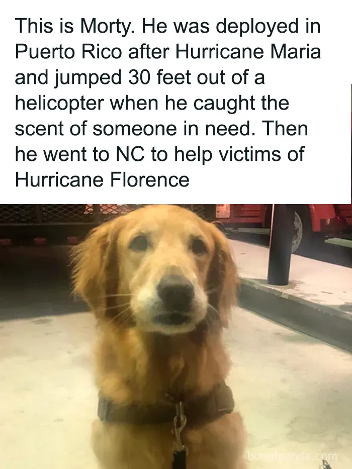50 Cute And Funny Pics For Your Daily Dose Of Dog Content