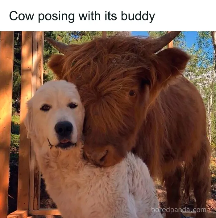 50 Cute And Funny Pics For Your Daily Dose Of Dog Content