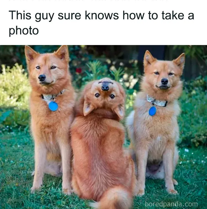 50 Cute And Funny Pics For Your Daily Dose Of Dog Content