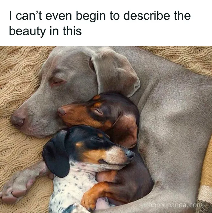 50 Cute And Funny Pics For Your Daily Dose Of Dog Content