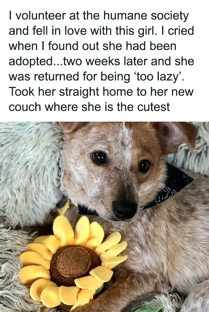 50 Cute And Funny Pics For Your Daily Dose Of Dog Content
