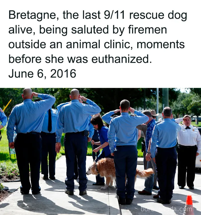 50 Cute And Funny Pics For Your Daily Dose Of Dog Content