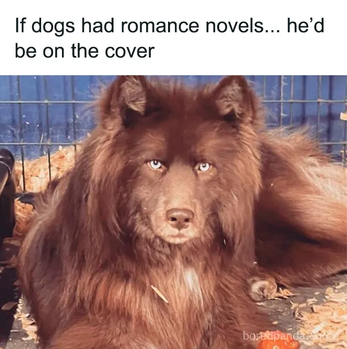 50 Cute And Funny Pics For Your Daily Dose Of Dog Content