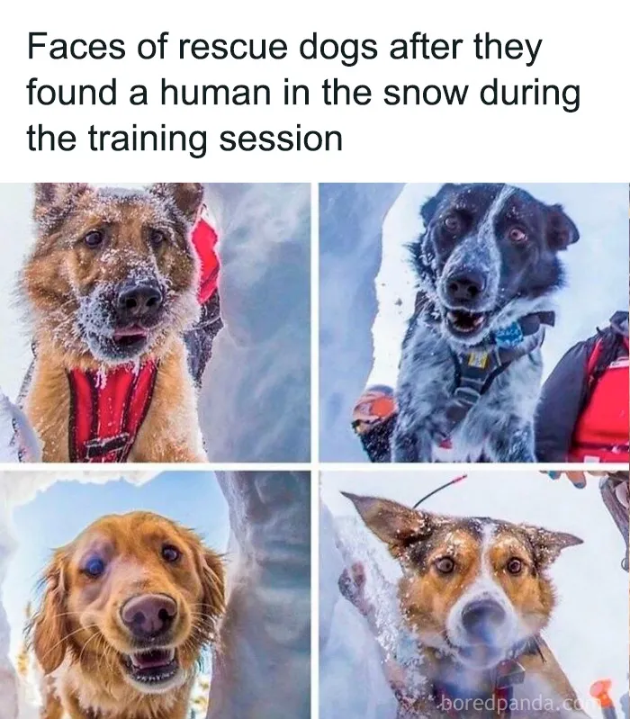 50 Cute And Funny Pics For Your Daily Dose Of Dog Content