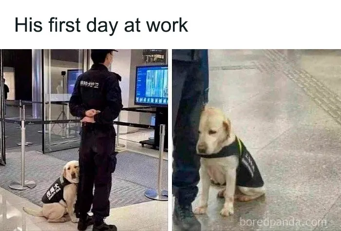 50 Cute And Funny Pics For Your Daily Dose Of Dog Content