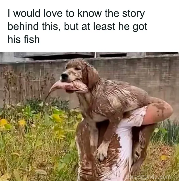 50 Cute And Funny Pics For Your Daily Dose Of Dog Content