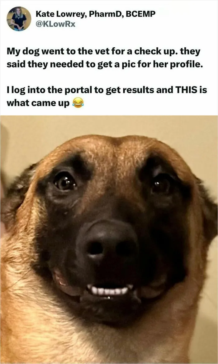Unexpected Vet Portrait