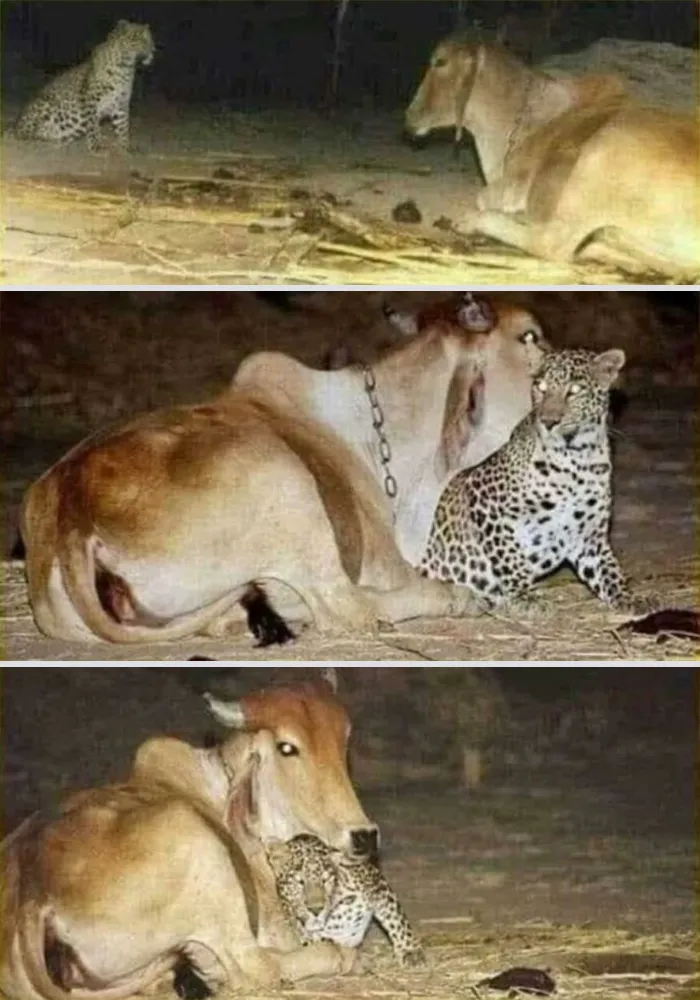 A Leopard Was Sneaking Into A Village At Night To Visit The Cow That Nursed Him As A Cub