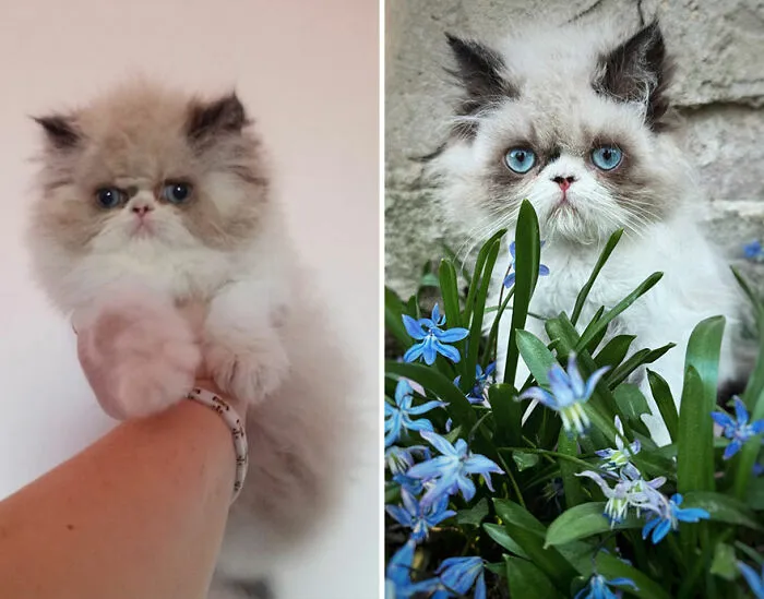 “Cat Grows”: This Group Shares Heartwarming “Then And Now” Photos Of Kittens Turning Into Cats (29 New Pics)