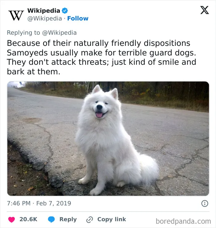 Fluffy Security Squad