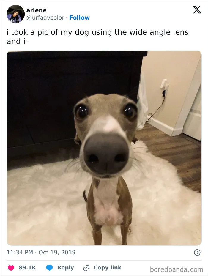 Feeling Low? These 50 Emotional Support Dog Memes Got You