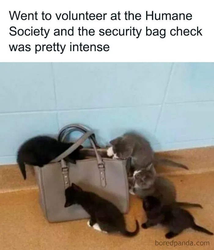 Looks Like They Gave Your Bag A Catscan
