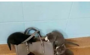 50 Cute And Funny Cat Memes That Are Cheaper Than Therapy (New Pics)