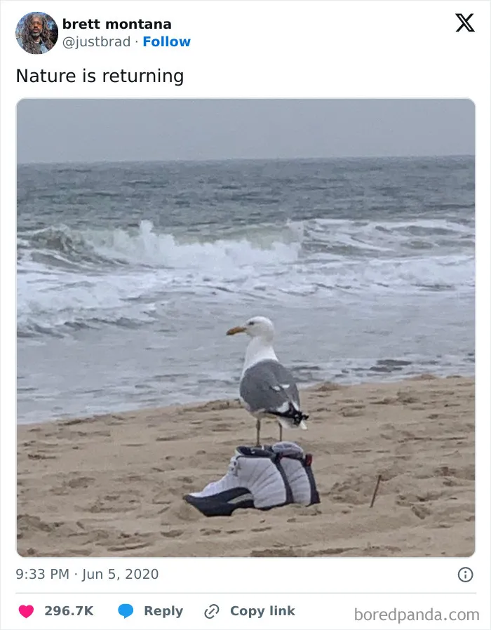 Seagull standing on a sneaker on the beach with ocean waves in the background in a funny nature moment.